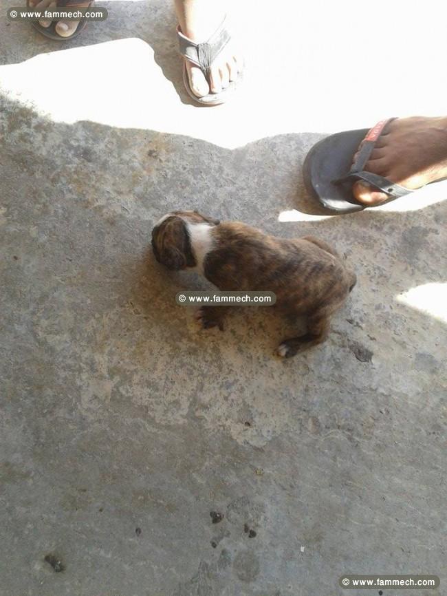 a vendre 10 chiots staff