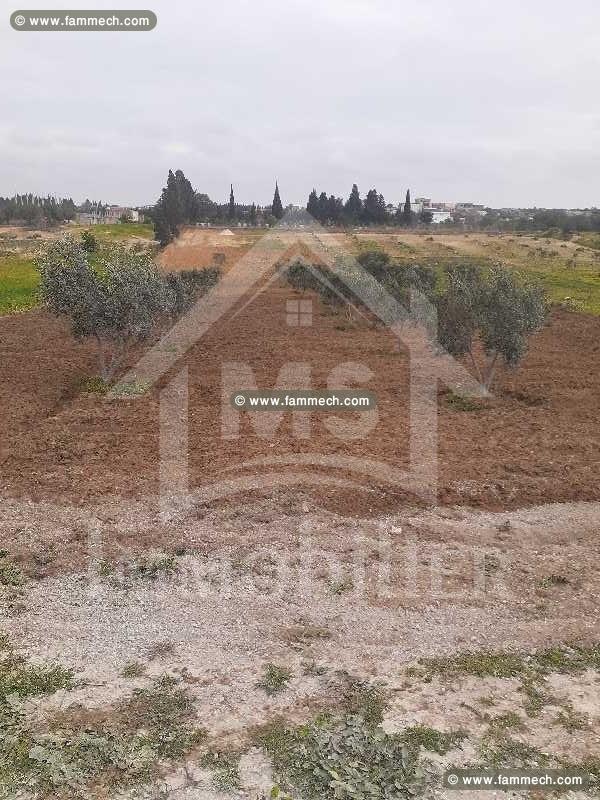 A vendre à 440 MD un superbe terrain de 2200 m² 