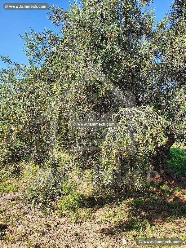 A vendre à 660 MD, un terrain de 5042 m² 51355351