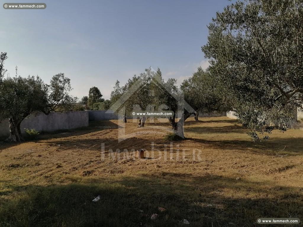 A vendre à Hammamet un terrain clôturé de 1000 m² 