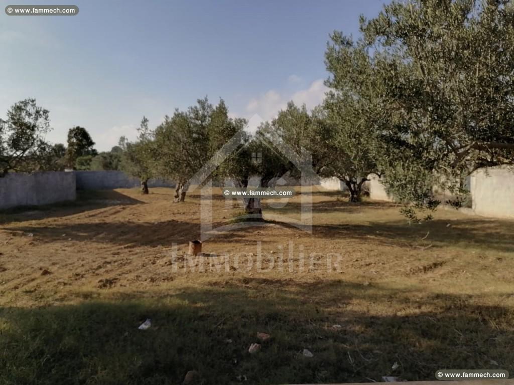 A vendre à Hammamet un terrain clôturé de 1000 m² 
