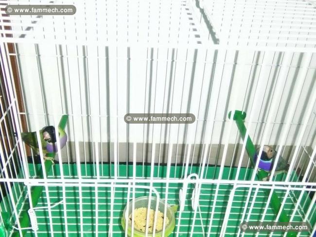 A vendre Couple Diamant de Gould + cage + nide