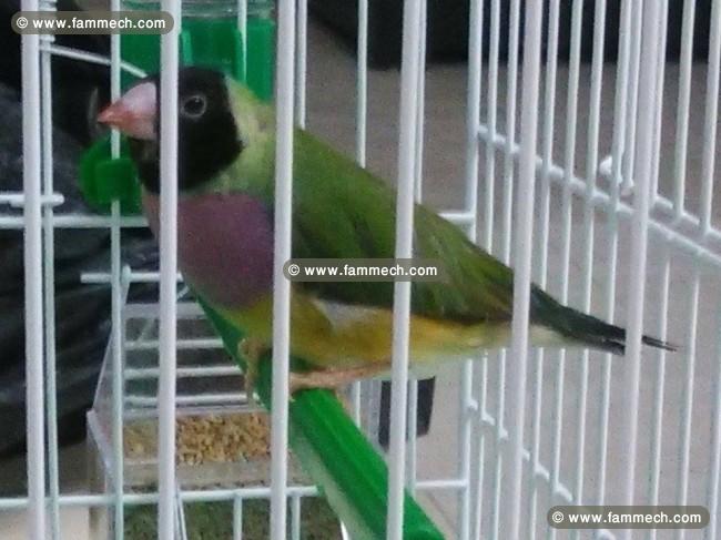 A vendre Couple Diamant de Gould + cage + nide