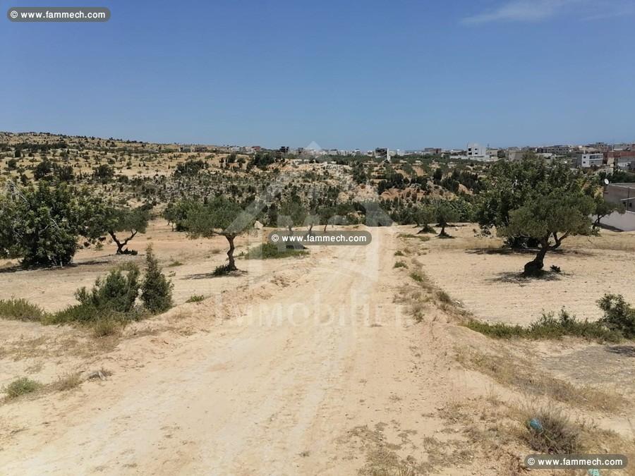 à vendre des lots de terrain à MREZGA 51333131