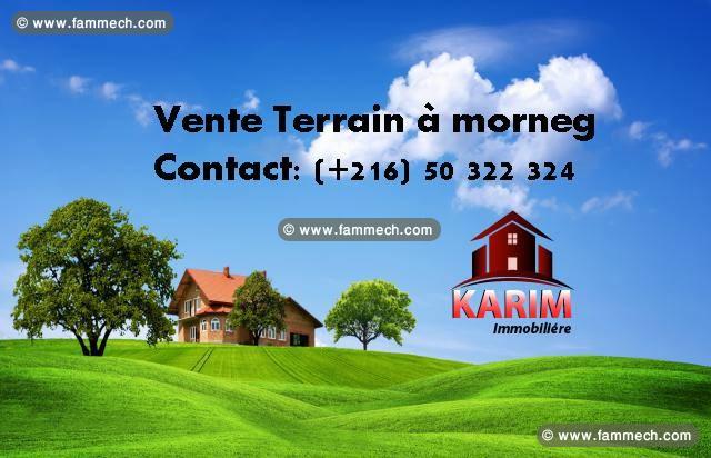 A vendre des terrains a Morneg