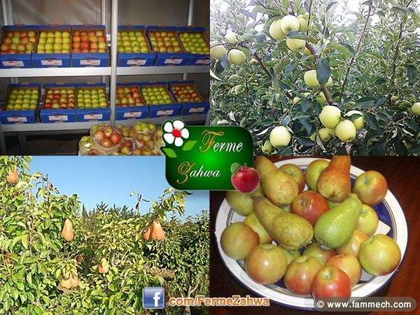 à vendre récolte pommes et poires sur pieds