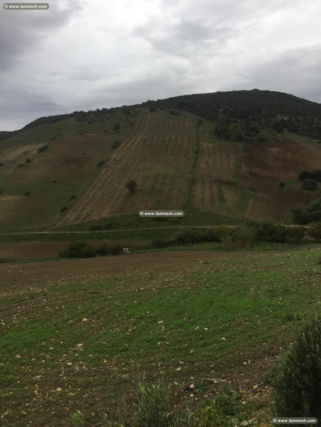 A vendre terrain agricole Bizerte Mateur 