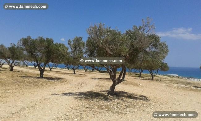 A vendre un beau terrain à Hammamet vue mer