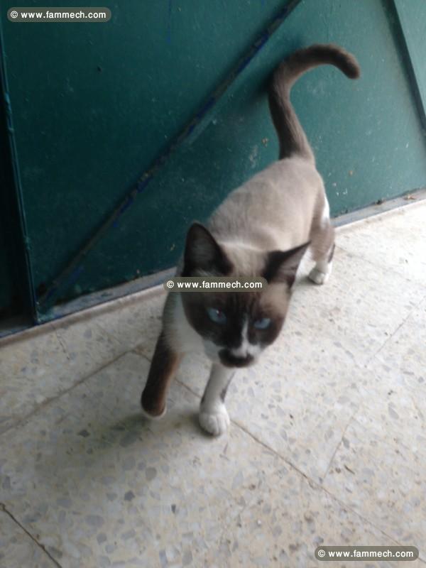 A vendre un chaton turki  