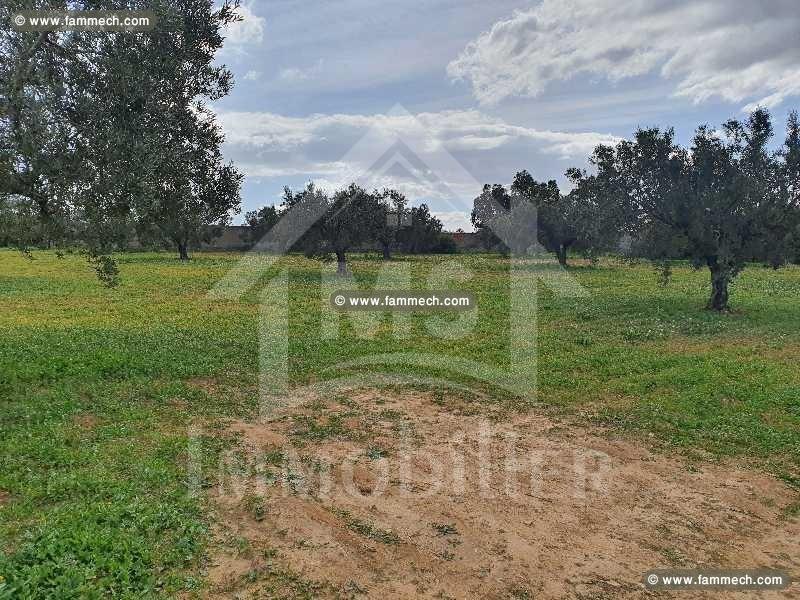 à vendre un superbe terrain à HAMMAMET SUD 