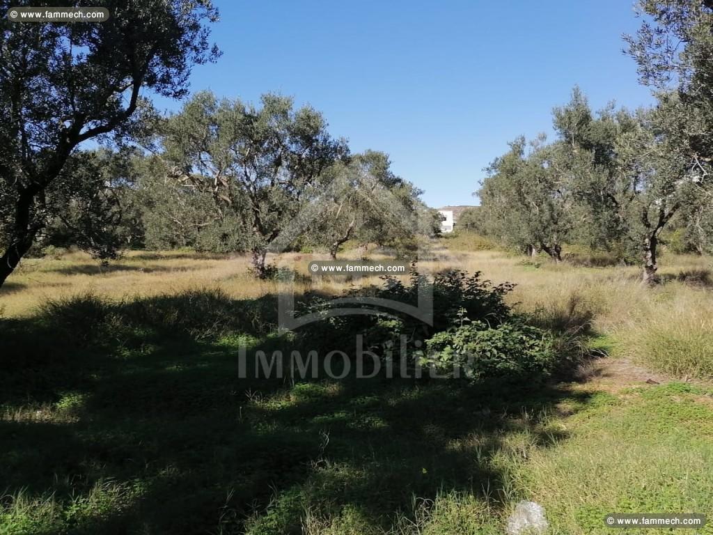 à vendre un terrain 429m² à MREZGA 51333131