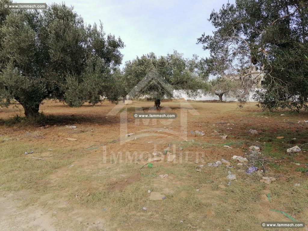 à vendre un terrain à hammamet nord 51333131