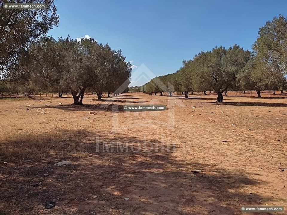 à VENDRE UN TERRAIN à HAMMAMET SUD 51333131