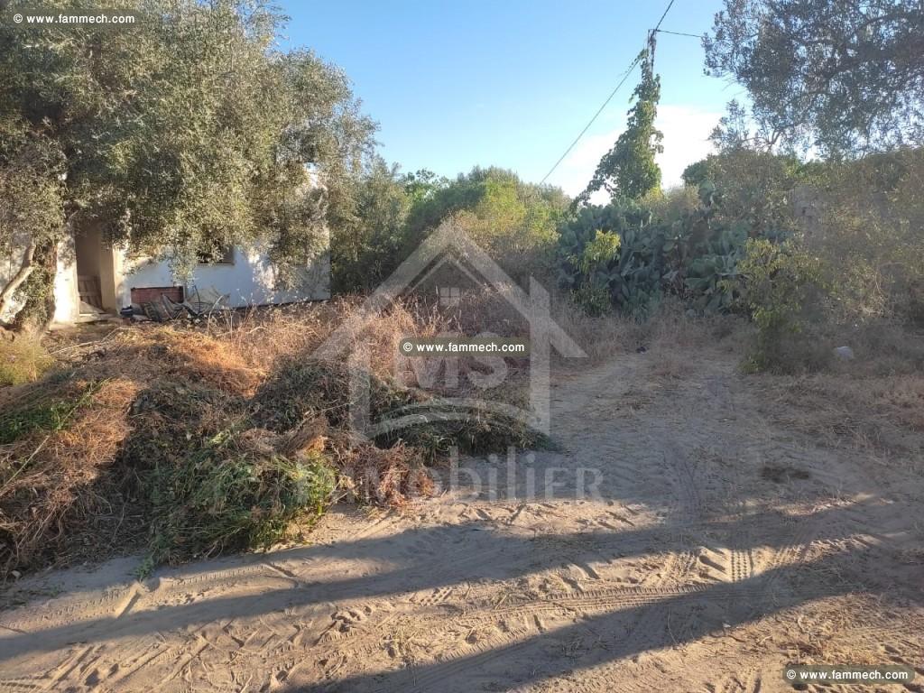 à vendre un terrain à hammamet 51333131