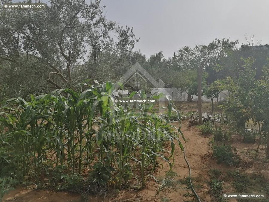 à vendre un terrain à MREZGA 51333131