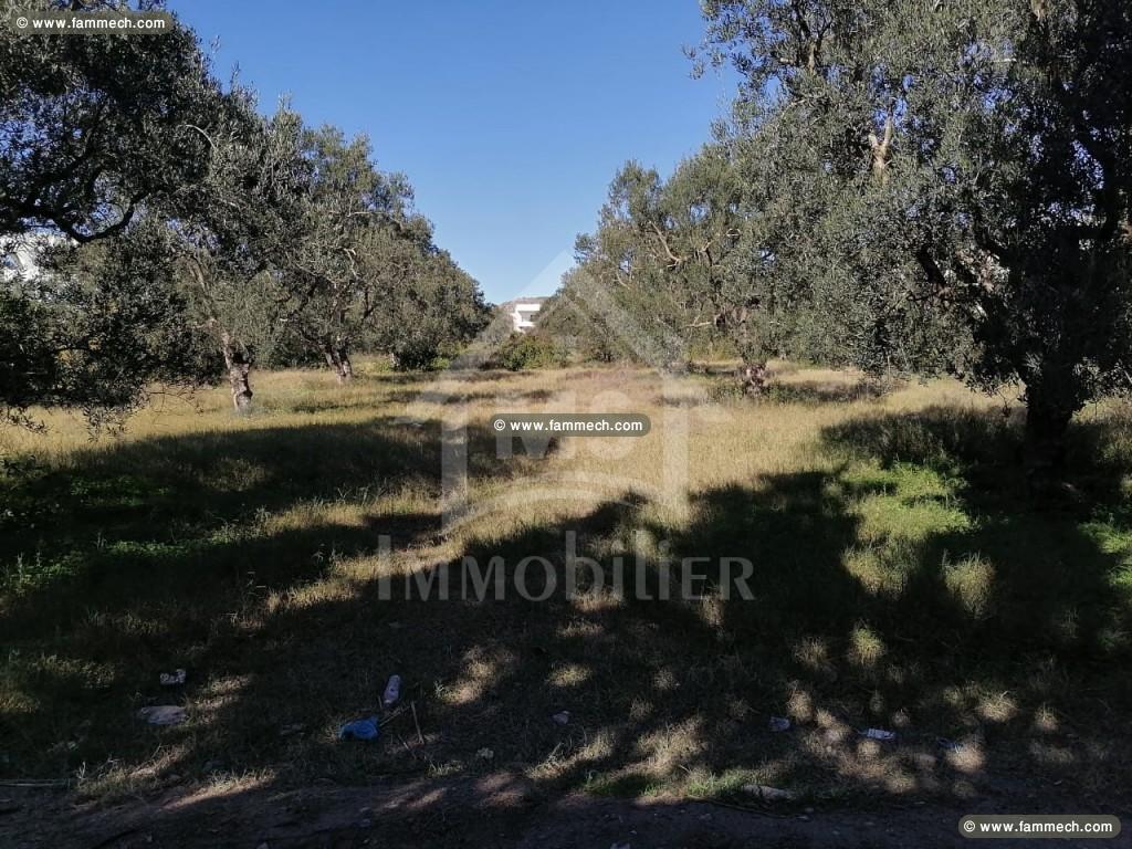 à VENDRE UN TERRAIN à MREZGA 51333131