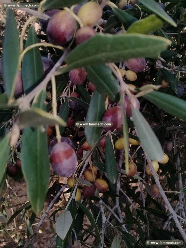 A vendre un terrain d'agriculture a djerba