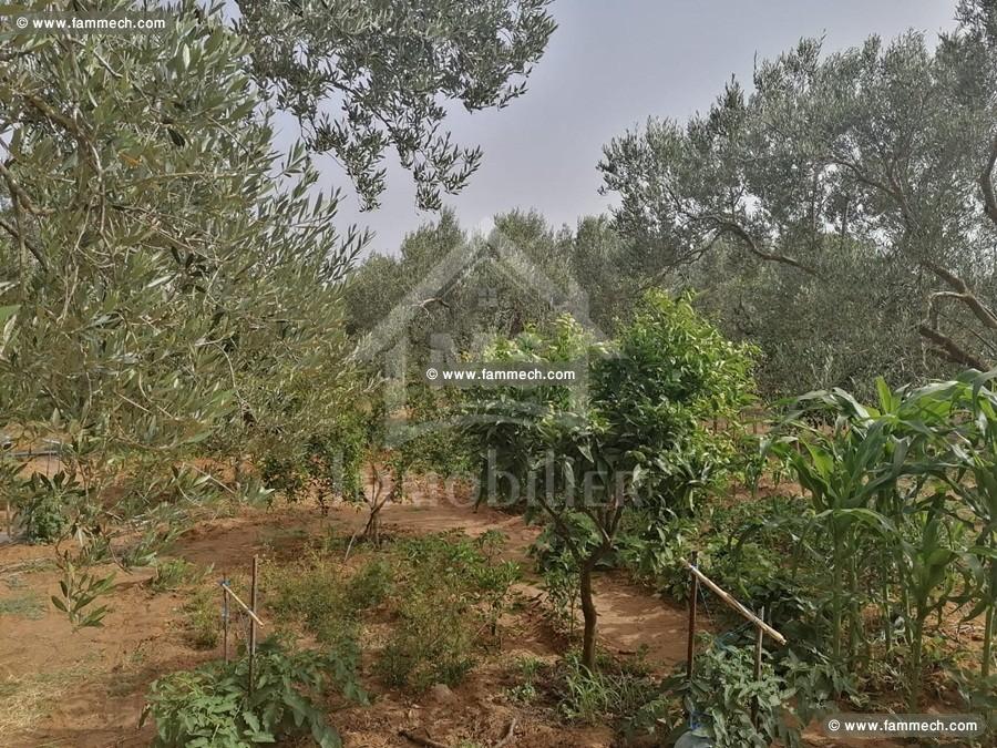à vendre un terrain sur deux façades à mrezga