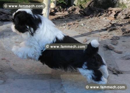 ADONNER Chiots Shih-tzu 