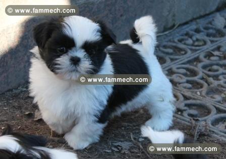 ADONNER Chiots Shih-tzu 