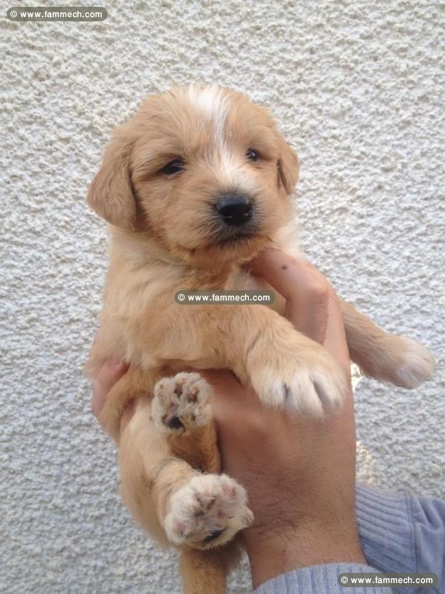 adorable chiens caniche