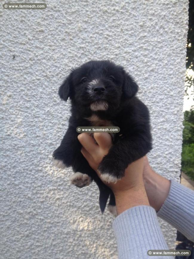 adorable chiens caniche
