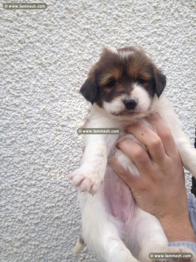adorable chiens caniche