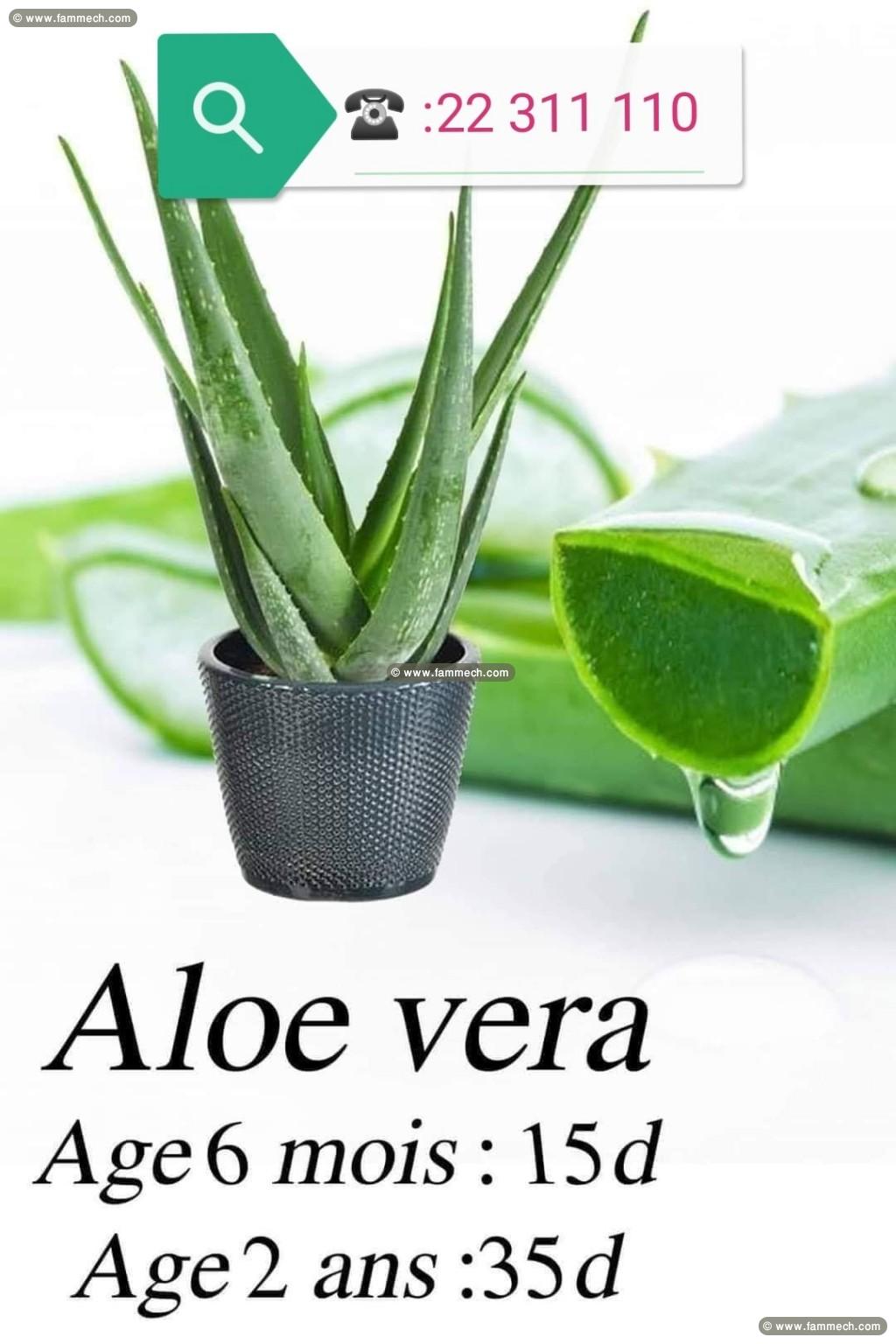 aloe vera - plante tunis - aloevera