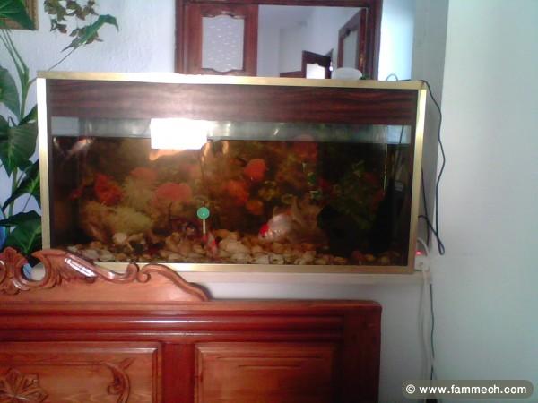 aquarium avec 11 poissons et accessoires