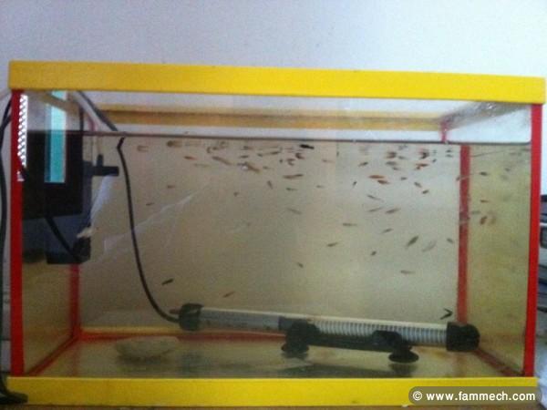 Aquariums et Poissons