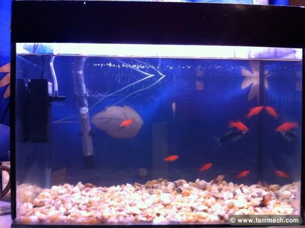 Aquariums et Poissons
