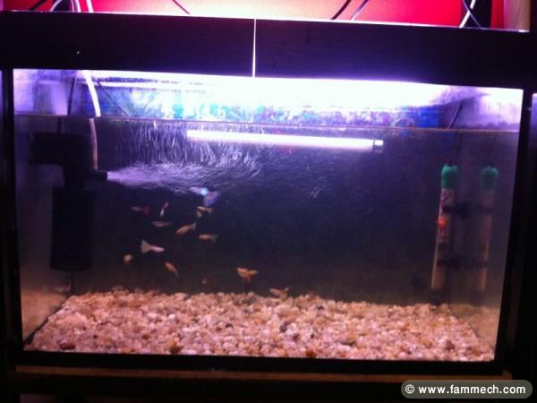 Aquariums et Poissons