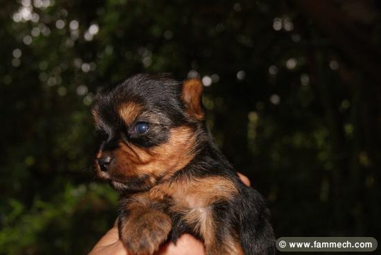 Av super chiots yorshire toy