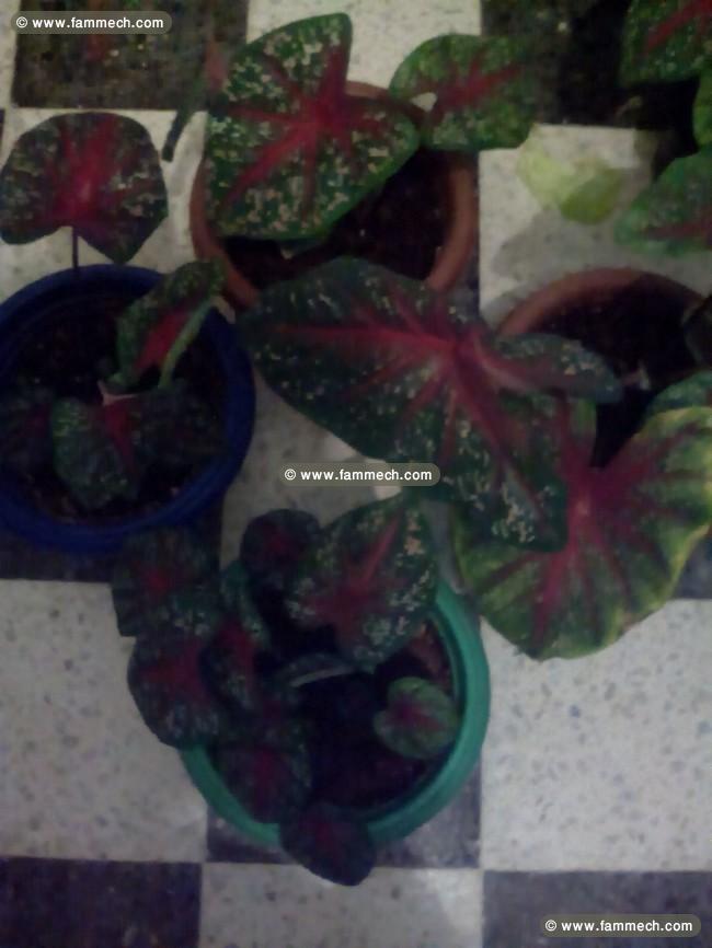 Bananiers ,fleurs exotique...