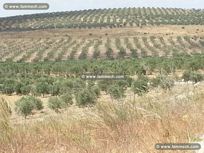 BELLE  FERME  A  14 KM  DE  TUNIS