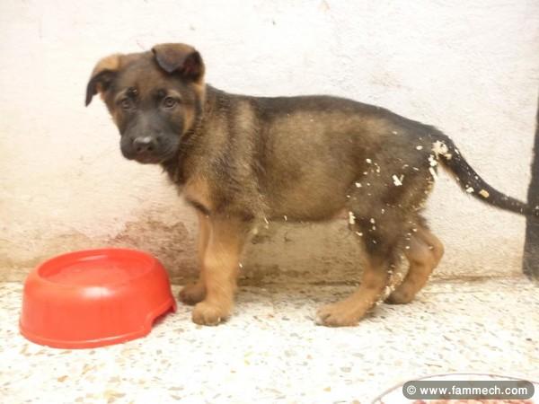 BERGER ALLEMAND CHIOTS 