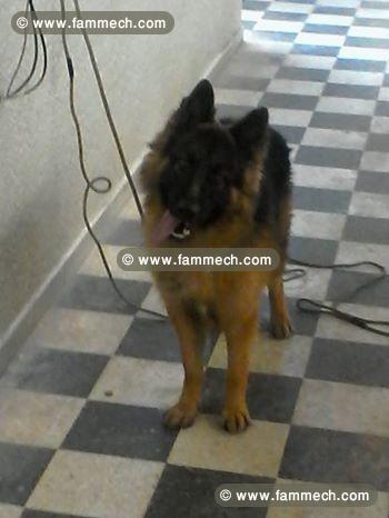 berger allemand dresser à vendre