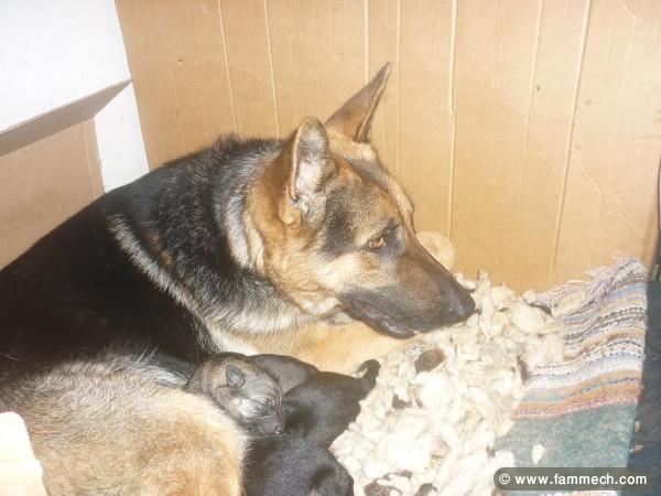 BERGER ALLEMAND FEMELLE ADULTE