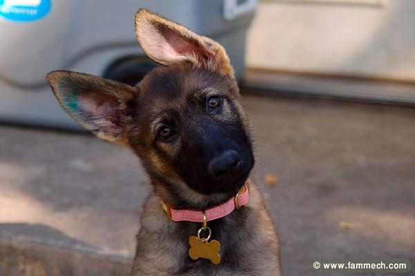 BERGER ALLEMAND MALE 