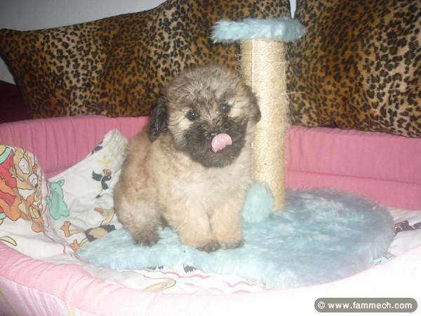 BICHION HAVANAIS CHIOT FEMELLE 