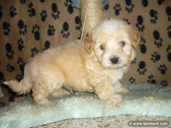 BICHON HAVANAIS CREME CHIOT