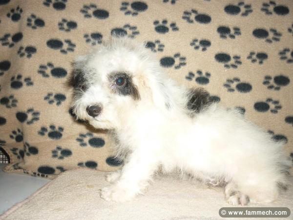 BICHON HAVANAIS TUNISIE 