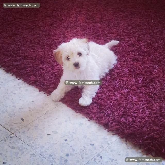 Bichon Maltais à vendre