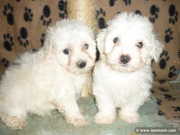 BICHON MALTAIS CHIOT 