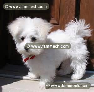 Bichon maltais  disponible a  bon prix