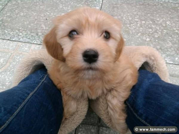 Bichon Toy à vendre 