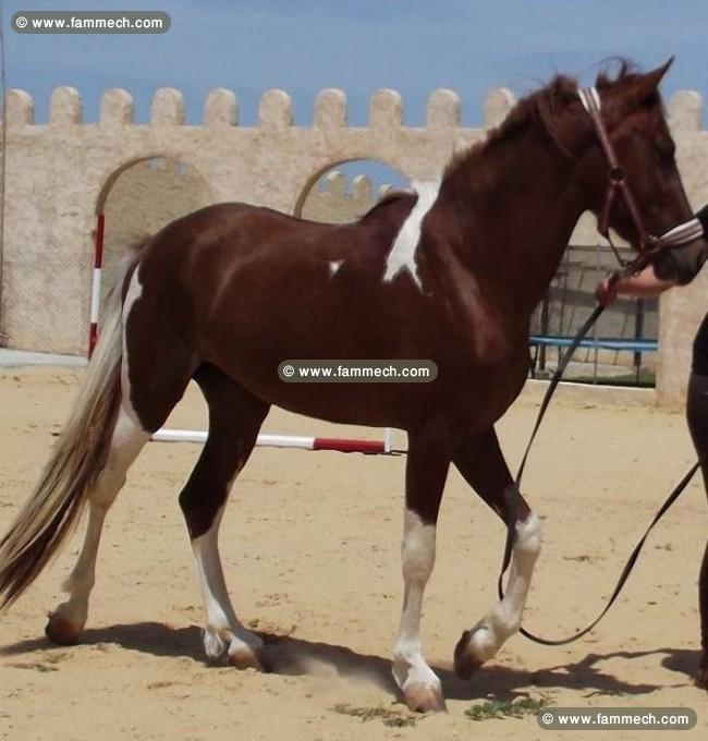 Bicolore etalon de 3 ans