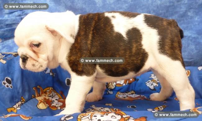 bouledogue anglais chiot femelle
