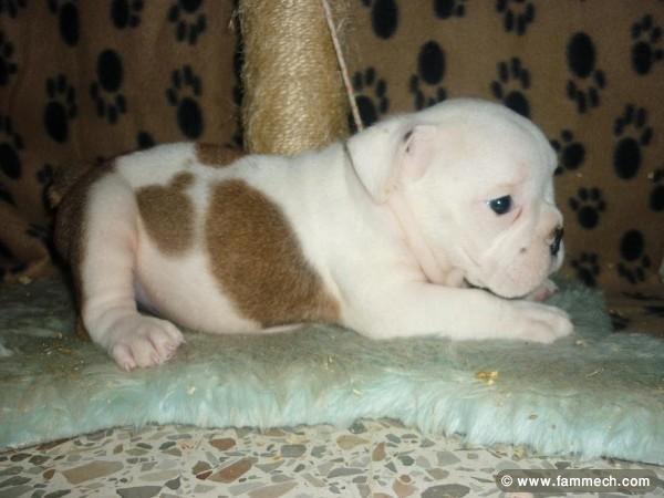 BOULEDOGUE ANGLAIS CHOIT 