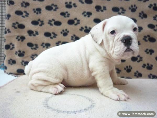 BOULEDOGUE ANGLAIS TUNISIE
